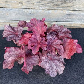 Heuchera 'Beautiful Dancer' - Tűzgyöngyvirág
