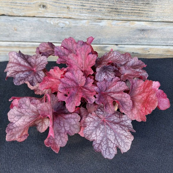Heuchera 'Beautiful Dancer' - Tűzgyöngyvirág