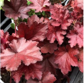Heuchera 'Fire Chief' - Tűzgyöngyvirág