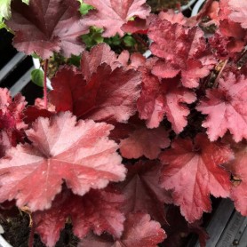 Heuchera 'Fire Chief' - Tűzgyöngyvirág