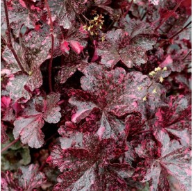 Heuchera 'Midnight Rose' - Tűzgyöngyvirág