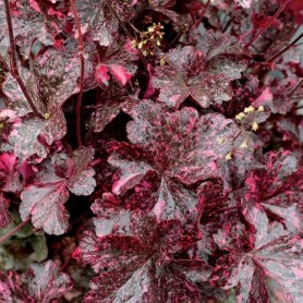 Heuchera 'Midnight Rose' - Tűzgyöngyvirág