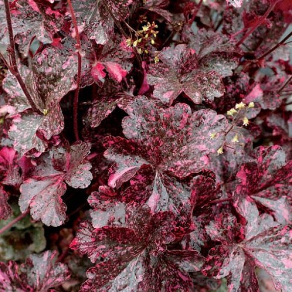 Heuchera 'Midnight Rose' - Tűzgyöngyvirág Heuchera 'Midnight Rose' - Tűzgyöngyvirág