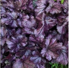 Heuchera 'Purple Pride' - Tűzgyöngyvirág