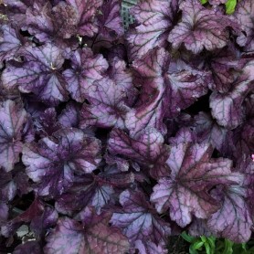 Heuchera 'Purple Pride' - Tűzgyöngyvirág
