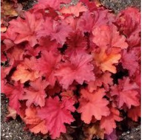 Heuchera 'Rio' - Tűzgyöngyvirág
