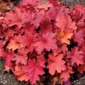 Heuchera 'Rio' - Tűzgyöngyvirág