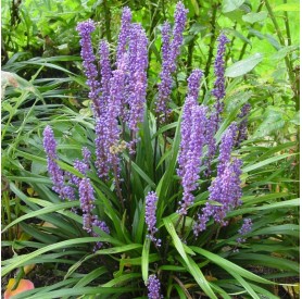 Liriope 'Big Blue' - Gyöngyvirágliliom