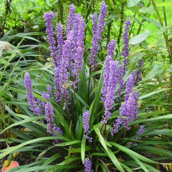 Liriope 'Big Blue' - Gyöngyvirágliliom