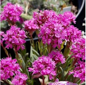 Lychnis 'Atrosanguinea' - Koszorús mécsvirág