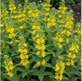 Lysimachia 'Hometown Hero' - Pettyes lizinka