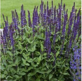 Salvia 'Caradonna' - Ligeti zsálya