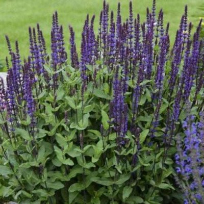 Salvia 'Caradonna' - Ligeti zsálya