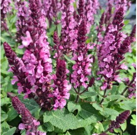 Salvia 'Midnight Rose' - Ligeti zsálya