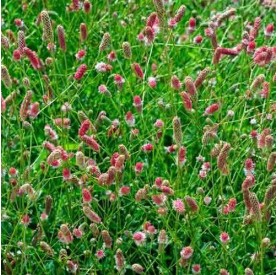 Sanguisorba 'Pink Tanna' - Vérfű