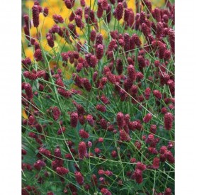 Sanguisorba 'Tanna' - Vérfű