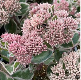 Sedum 'La Vie en Rose' - Varjúháj