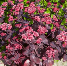 Sedum 'Cherry Chocolate' - Varjúháj