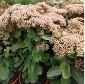 Sedum 'Pink Passion' - Varjúháj