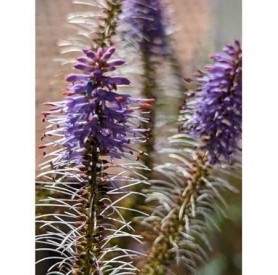 Veronicastrum 'Fascination' - Kandilla
