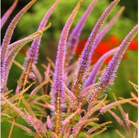 Veronicastrum 'Red Arrows' - Kandilla