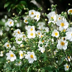 Anemone 'Honorine Jobert' - Szellőrózsa Anemone 'Honorine Jobert' - Szellőrózsa