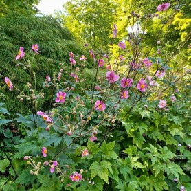 Anemone 'Serenade' - Szellőrózsa Anemone 'Serenade' - Szellőrózsa