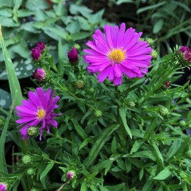 Aster 'Kassel' - Törpe őszirózsa