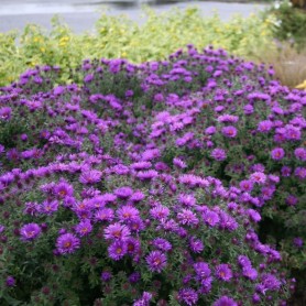 Aster 'Purple Dome' - Durvalevelű őszirózsa Aster 'Purple Dome' - Durvalevelű őszirózsa