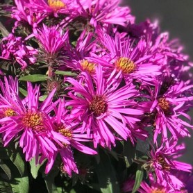 Aster 'Vibrant Dome' - Durvalevelű őszirózsa Aster 'Vibrant Dome' - Durvalevelű őszirózsa