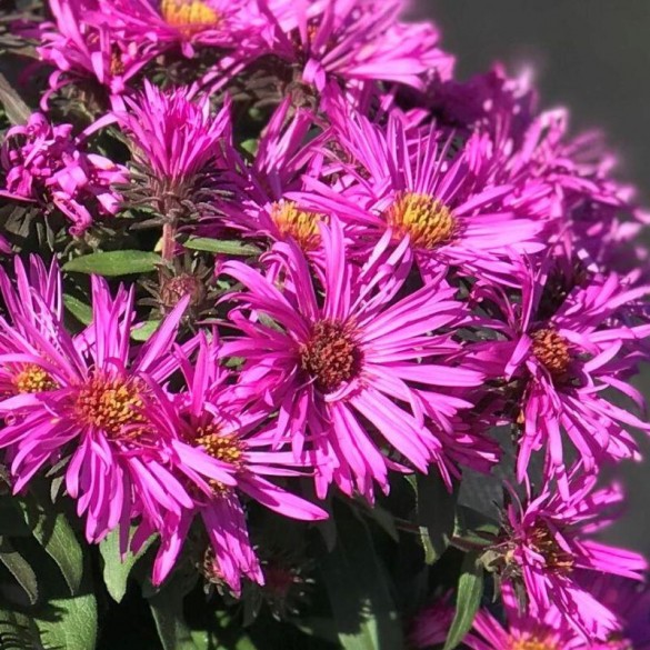 Aster 'Vibrant Dome' - Durvalevelű őszirózsa