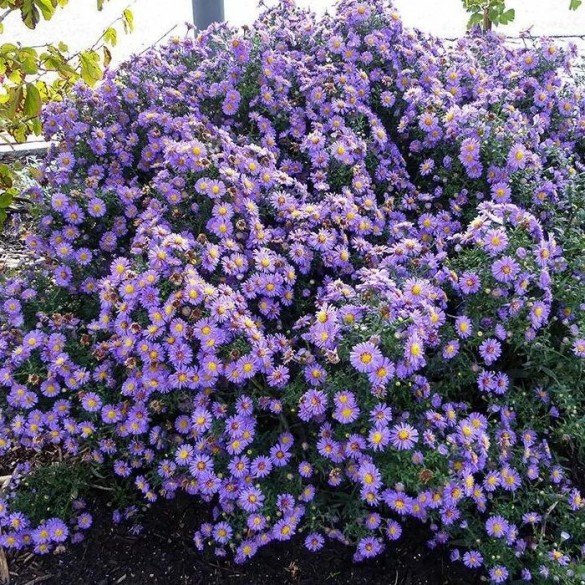 Aster 'Schöne von Dietlikon' - Simalevelű őszirózsa Aster 'Schöne von Dietlikon' - Simalevelű őszirózsa