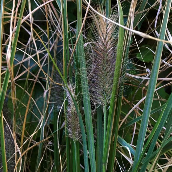 Cenchrus 'Viridescens' - Tollborzfű