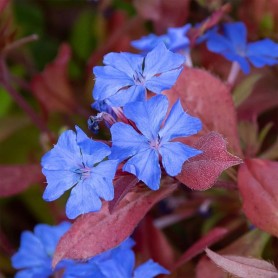 Ceratostigma plumbaginoides - Kék ólomgyökér Ceratostigma plumbaginoides - Kék ólomgyökér