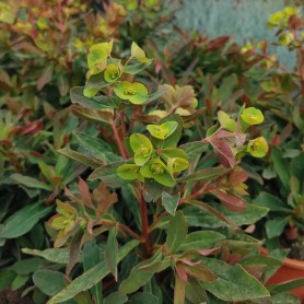Euphorbia 'Purpurea' - Kutyatej Euphorbia 'Purpurea' - Kutyatej