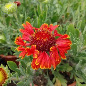 Gaillardia 'Spintop Yellow Touch' - Kokárdavirág Gaillardia 'Spintop Yellow Touch' - Kokárdavirág
