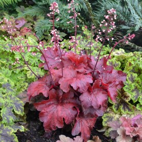 Heuchera 'Fire Alarm' - Tűzgyöngyvirág