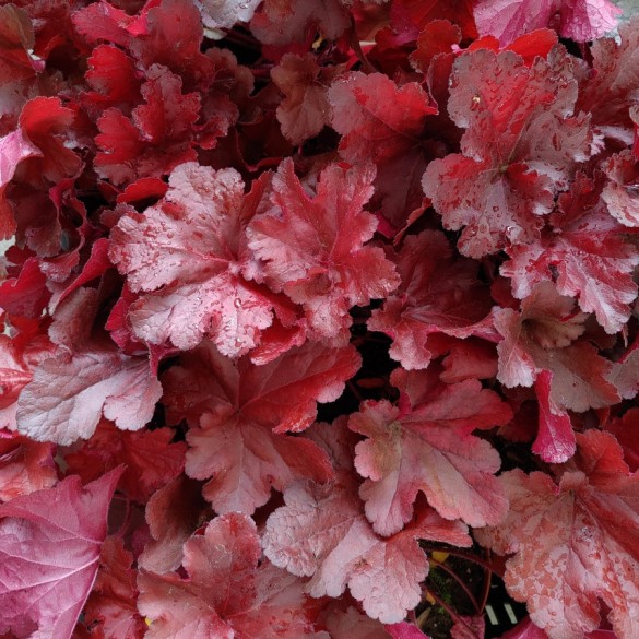 Heuchera 'Forever Red' - Tűzgyöngyvirág Heuchera 'Forever Red' - Tűzgyöngyvirág