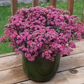 Hylotelephium 'Rosé Soirée' - Varjúháj Hylotelephium 'Rosé Soirée' - Varjúháj