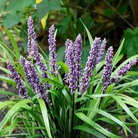 Liriope 'Lilac Wonder' - Gyöngyvirágliliom Liriope 'Lilac Wonder' - Gyöngyvirágliliom
