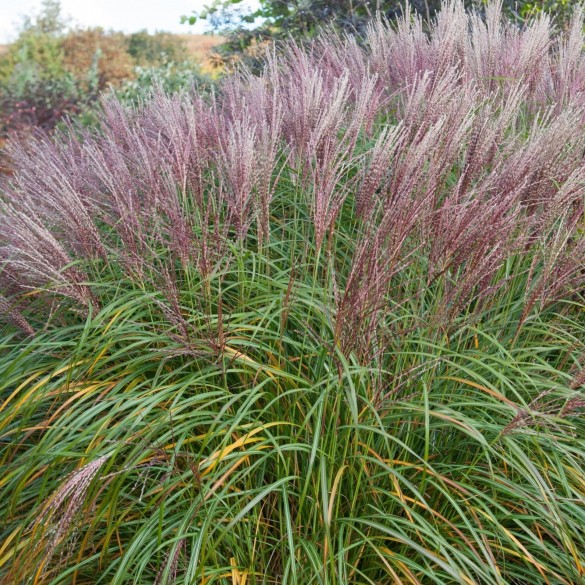 Miscanthus 'Flamingo' - Molnárpántlika