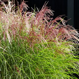 Miscanthus 'Pink Cloud' - Molnárpántlika
