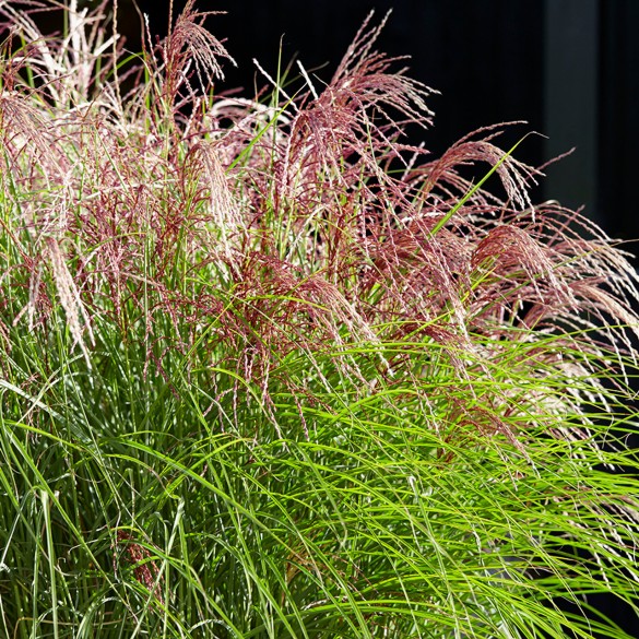 Miscanthus 'Pink Cloud' - Molnárpántlika Miscanthus 'Pink Cloud' - Molnárpántlika