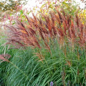 Miscanthus 'Red Chief' - Molnárpántlika Miscanthus 'Red Chief' - Molnárpántlika