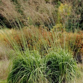Molinia 'Karl Foerster' - Kékperje