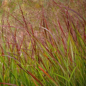 Panicum 'Oxblood Autumn' - Vesszős köles Panicum 'Oxblood Autumn' - Vesszős köles