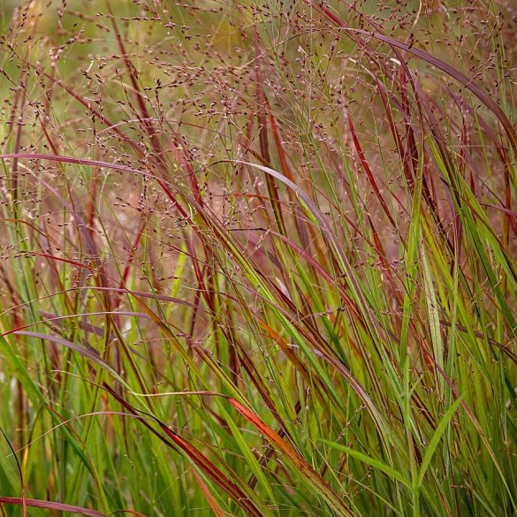 Panicum 'Oxblood Autumn' - Vesszős köles