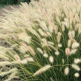 Pennisetum 'Neon Lights' - Tollborzfű