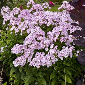 Phlox 'Fancy Girl' - Bugás lángvirág Phlox 'Fancy Girl' - Bugás lángvirág