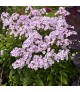 Phlox 'Fancy Girl' - Bugás lángvirág